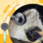 Peigne de toilettage pour animaux